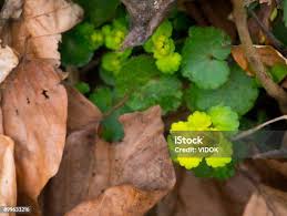Attēlu rezultāti vaicājumam “Chrysosplenium alternifolium leaf”