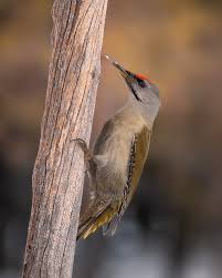 Attēlu rezultāti vaicājumam “Picus canus female”