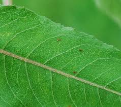 Attēlu rezultāti vaicājumam “Oenothera biennis leaf”