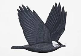 Attēlu rezultāti vaicājumam “Corvus monedula adult”