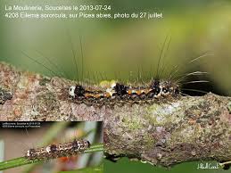 Attēlu rezultāti vaicājumam “Eilema sororcula”