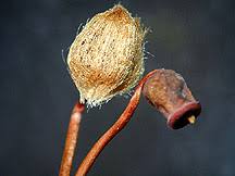 Attēlu rezultāti vaicājumam “Bryum caespiticium sporophyte”