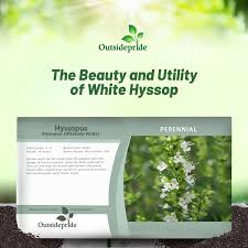 Image result for Hyssopus officinalis