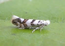 Attēlu rezultāti vaicājumam “Phyllonorycter apparella”