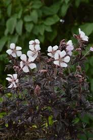 Image result for Geranium pratense