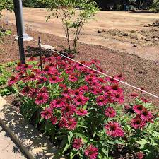 Image result for Echinacea Lustre hybrids