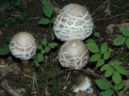 Attēlu rezultāti vaicājumam “Macrolepiota rhacodes var. bohemica”