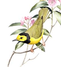 Image result for Wilsonia citrina