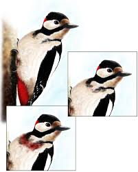 Attēlu rezultāti vaicājumam “Dendrocopos major”