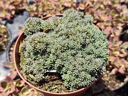Attēlu rezultāti vaicājumam “Sedum hispanicum fruit”