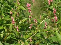 Attēlu rezultāti vaicājumam “Persicaria maculosa”