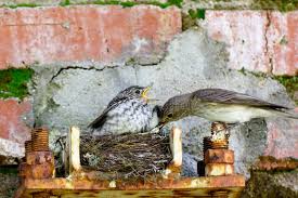 Attēlu rezultāti vaicājumam “Muscicapa striata nest”