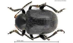 Attēlu rezultāti vaicājumam “Adoxus obscurus”