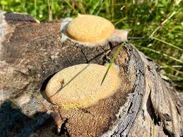 Attēlu rezultāti vaicājumam “Physarum diderma”