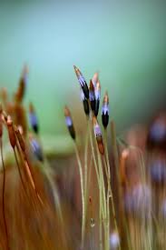 Attēlu rezultāti vaicājumam “Tetraphis pellucida sporophyte”