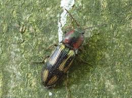 Attēlu rezultāti vaicājumam “Selatosomus cruciatus”