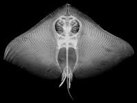 Image result for Gymnura micrura