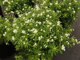 Image result for Galium odoratum