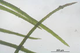 Attēlu rezultāti vaicājumam “Pleuridium subulatum”