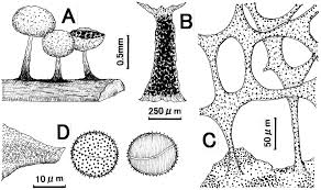 Attēlu rezultāti vaicājumam “Licea testudinacea”