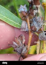 Attēlu rezultāti vaicājumam “Rabdophaga salicis”