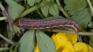 Attēlu rezultāti vaicājumam “Panolis umbra”