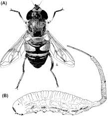 Attēlu rezultāti vaicājumam “Eristalis sp.”