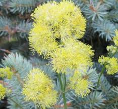 Attēlu rezultāti vaicājumam “Thalictrum flavum fruit”