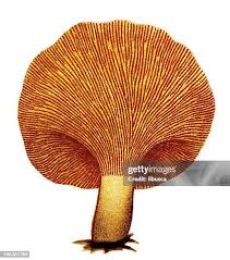 Attēlu rezultāti vaicājumam “Hygrophoropsis aurantiaca”