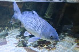 Image result for Cyprinus rubrofuscus