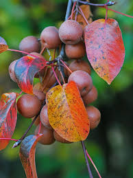 Attēlu rezultāti vaicājumam “Pyrus”
