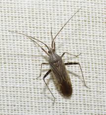 Attēlu rezultāti vaicājumam “Phytocoris longipennis”