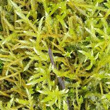 Attēlu rezultāti vaicājumam “Pleurozium schreberi sporophyte”