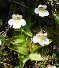 Attēlu rezultāti vaicājumam “Pinguicula alpina”
