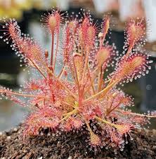 Attēlu rezultāti vaicājumam “Drosera intermedia”