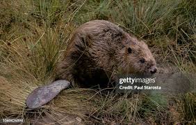 Attēlu rezultāti vaicājumam “Castor fiber”