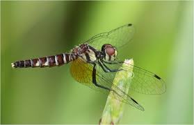 Attēlu rezultāti vaicājumam “Licea pygmaea”