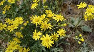 Attēlu rezultāti vaicājumam “Senecio vernalis leaf”