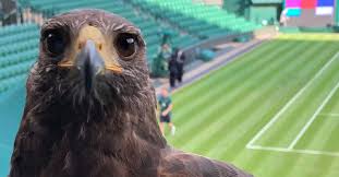 Image result for Wimbledon Hawks