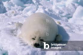 Image result for Pagophilus groenlandicus