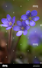 Attēlu rezultāti vaicājumam “Hepatica nobilis leaf”