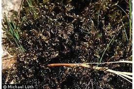 Attēlu rezultāti vaicājumam “Warnstorfia exannulata”