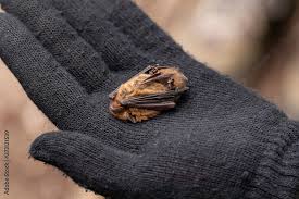 Attēlu rezultāti vaicājumam “Pipistrellus pygmaeus”