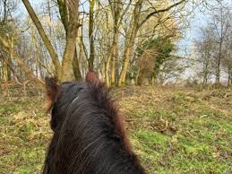 Image result for Fife Riding Club