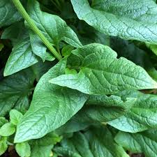 Attēlu rezultāti vaicājumam “Chenopodium bonus-henricus leaf”