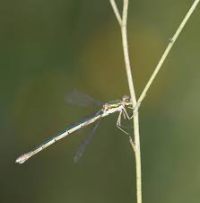 Attēlu rezultāti vaicājumam “Lestes virens female”