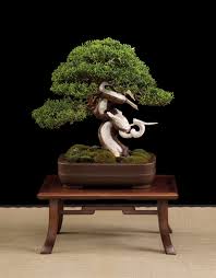 Attēlu rezultāti vaicājumam “Juniperus chinensis”