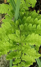 Attēlu rezultāti vaicājumam “Thelypteris palustris”