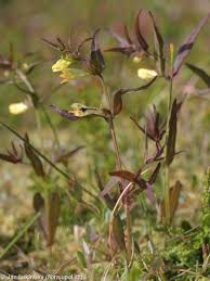 Attēlu rezultāti vaicājumam “Melampyrum pratense”