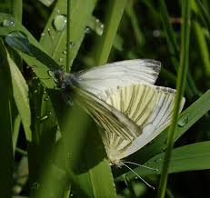 Attēlu rezultāti vaicājumam “Pieris napi male”